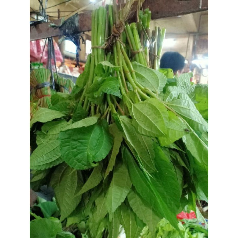 

sayur popohan segar per 3 iket