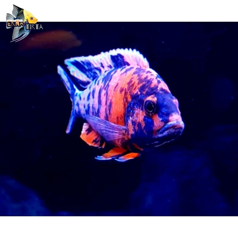 ob peacock cichlid 8/10 cm