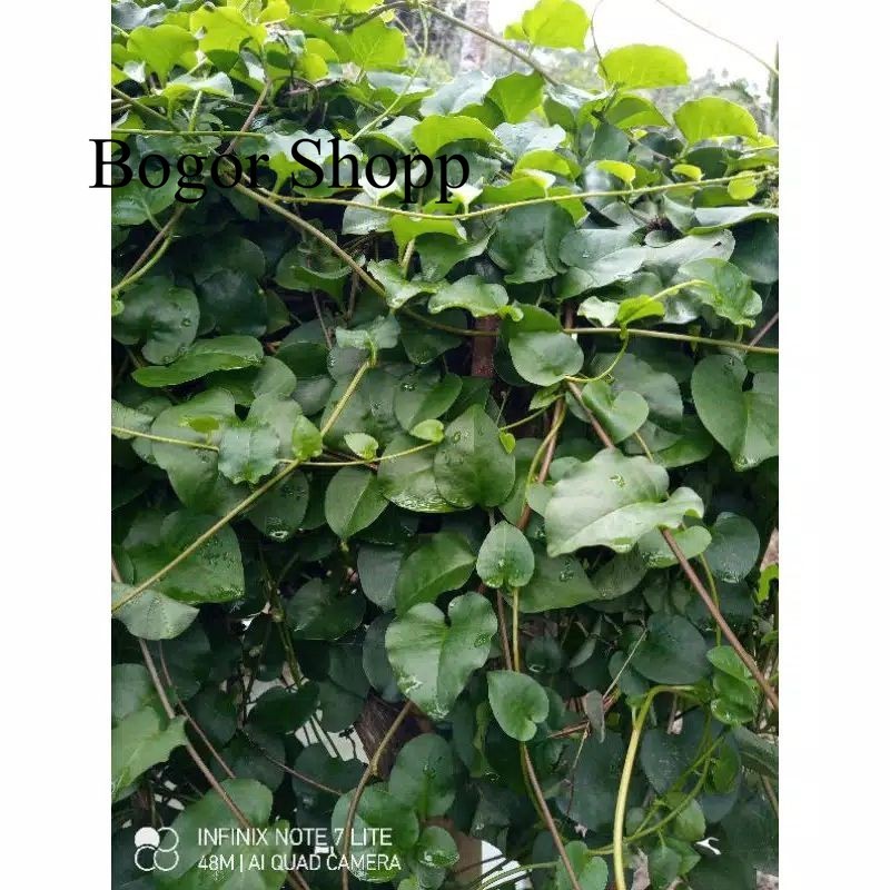 

Daun Binahong Segar