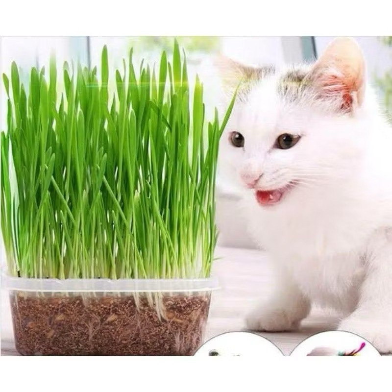 BIJI GANDUM SM 30GR - Biji Catgrass Benih Rumput Kucing Benih RUMPUT GANDUM