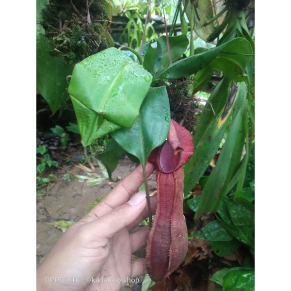 Promo Tanaman Kantong Semar Nepenthes adriiani (joker)