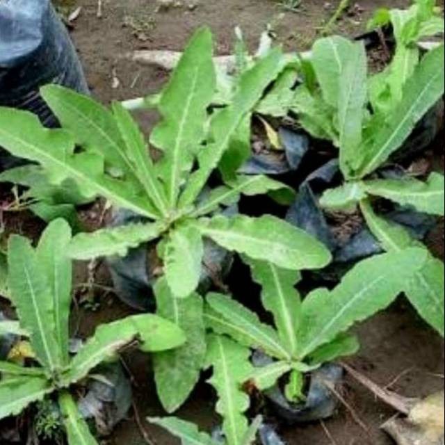 Bibit tempuyung tanaman herbalis