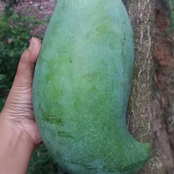 BIBIT BUAH MANGGA MAHATIR BUAH JUMBO GENJAH