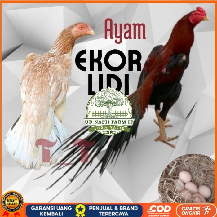

telur ayam ekor lidi asli original bisa untuk di tetaskan UD NAFII FARM ID
