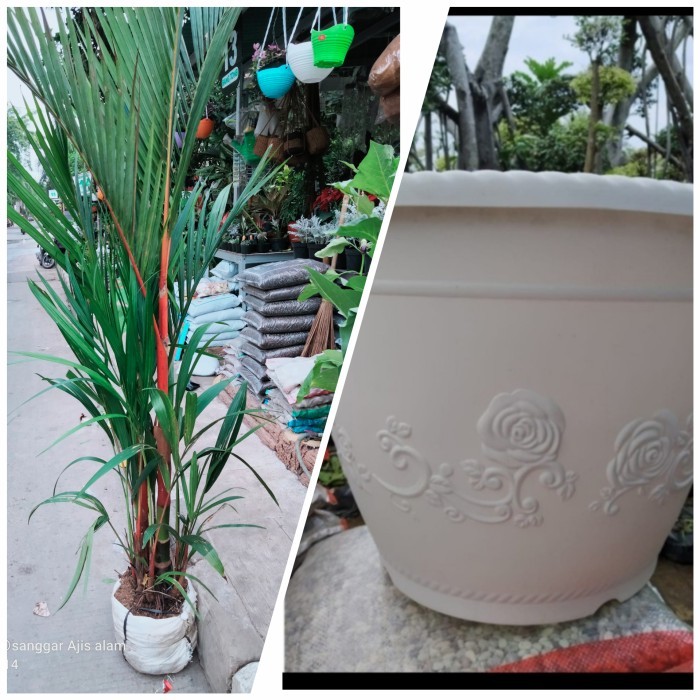 pohon palem merah+pot gelori UK 50cm