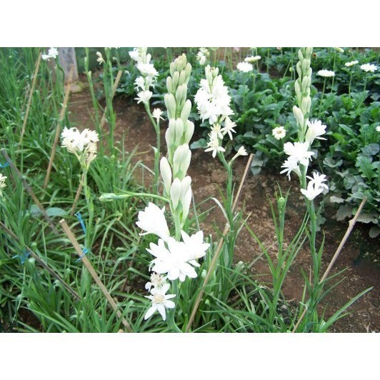 PROMO BIBIT BUNGA SEDAP MALAM (WANGI)