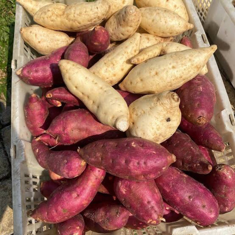 

TERMURAH Ubi Jalar | Ketela rambat | Ubi Putih | Sweet Potato | Ubi mentah | Ubi Manis | Ketela Manis