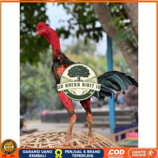 

telur Ayam Ganoi Telur fertil (terlaris) original berkualitas UD ANEKA BIBIT ID