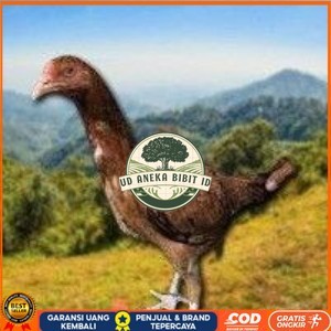 

telur tetas ayam shamo super tarung UD ANEKA BIBIT ID