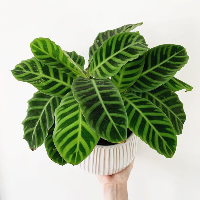 tanaman calathea zebrina / calathea zebrina / tanaman calathea