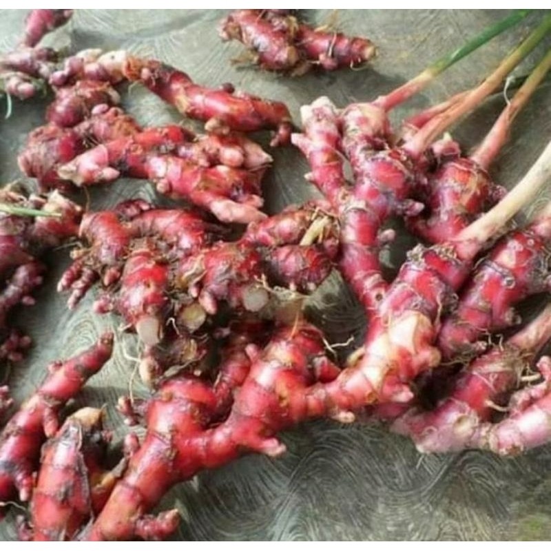 

JAHE MERAH SEGAR ASLI TERMURAH PASAR INDUK