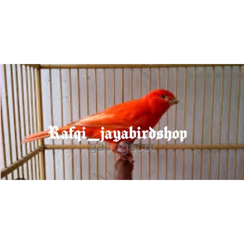 BURUNG KENARI RED INTENSIVE IMPORT JANTAN