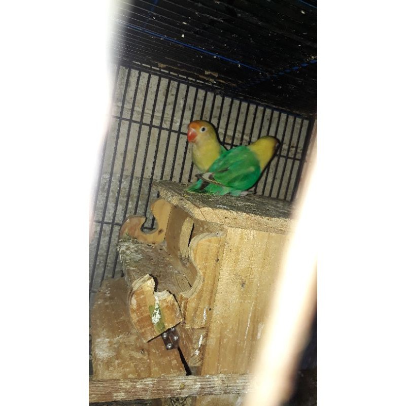lovebird pb tourquise fc sepasang jantan betina