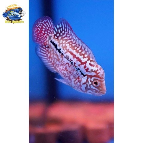 Hiasan Aquarium Kamfa F2 Line V8 3.5cm