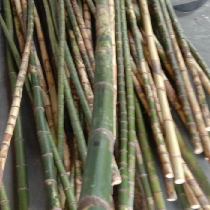 Terbaik Batang pohon waregu alat bahan joran pancing panjang 100cm