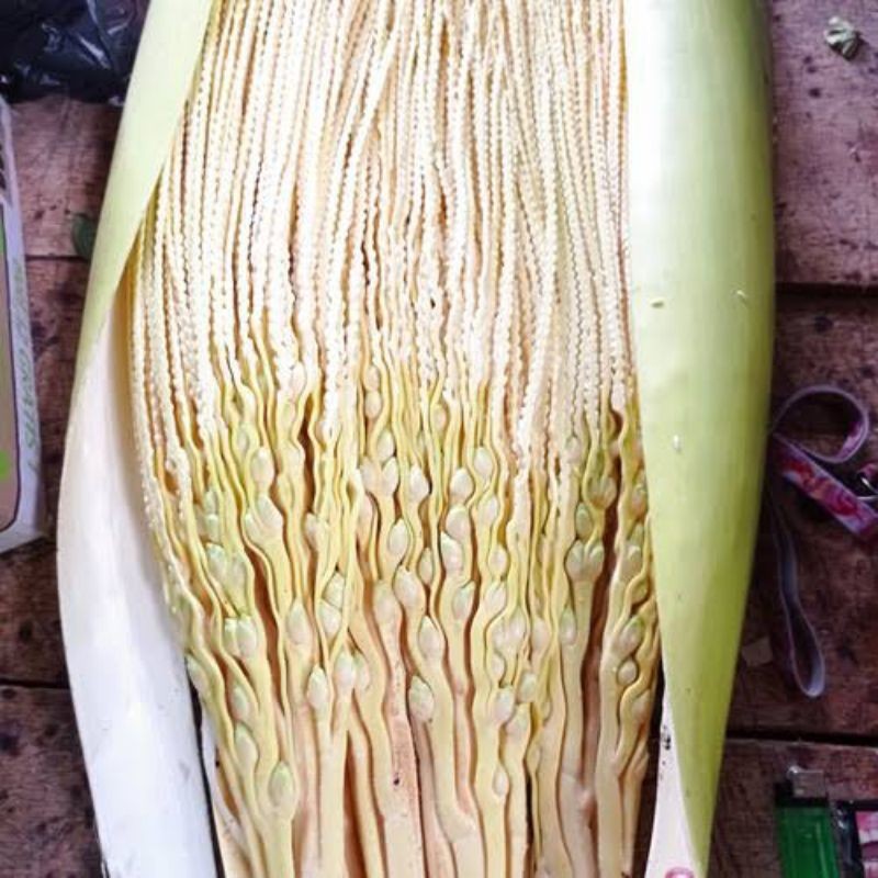 

SAHABATANI BUNGA PINANG - KEMBANG JAMBE - MANGGAR MUDAH FRESS BELUM MEKAR PROMO TERMURAH