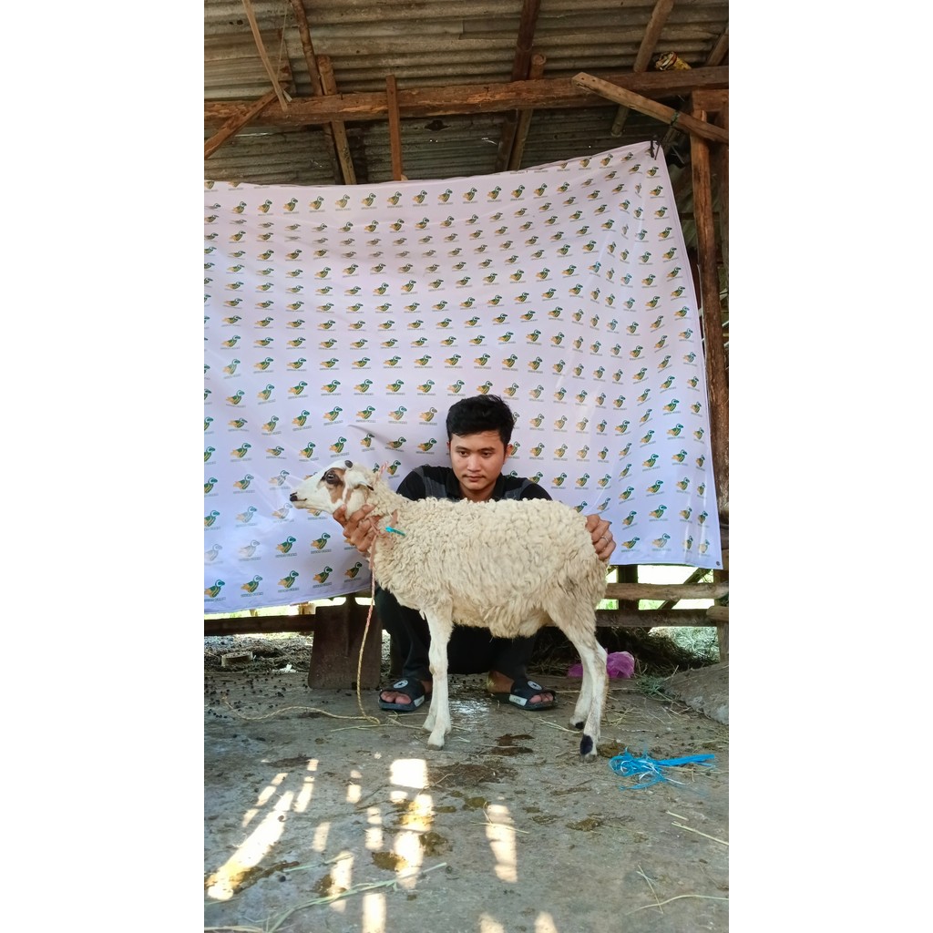 

Domba Qurban Tipe Pre Junior. P196, Berat 15kg-<17kg