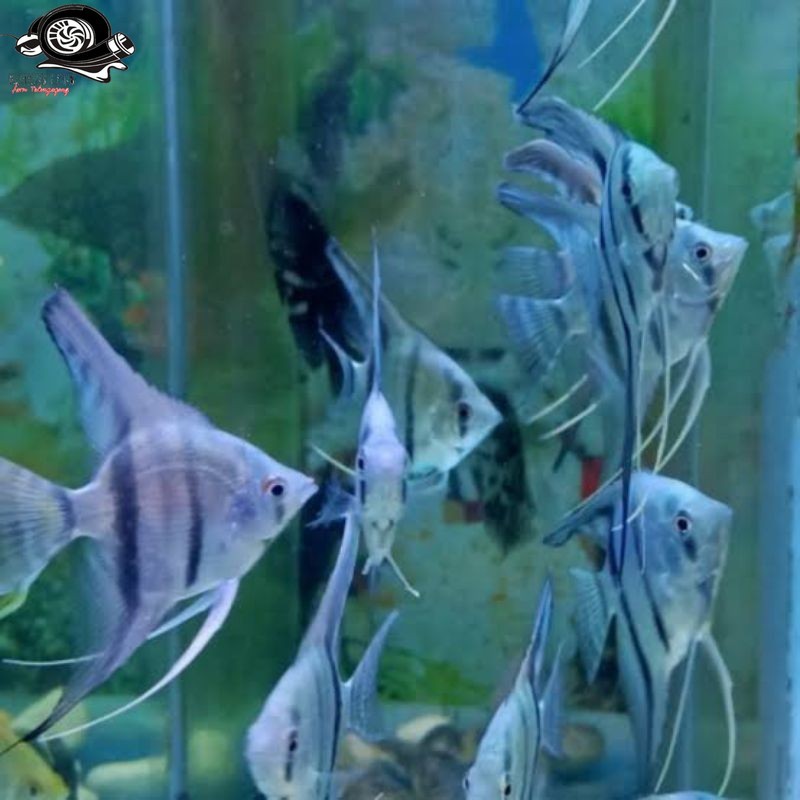 Manfish Blue Pinoy 2.5 - 3 Cm -menpis