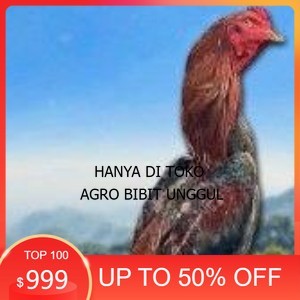 

telur ayam shamo original super garansi agro.bibit.unggul