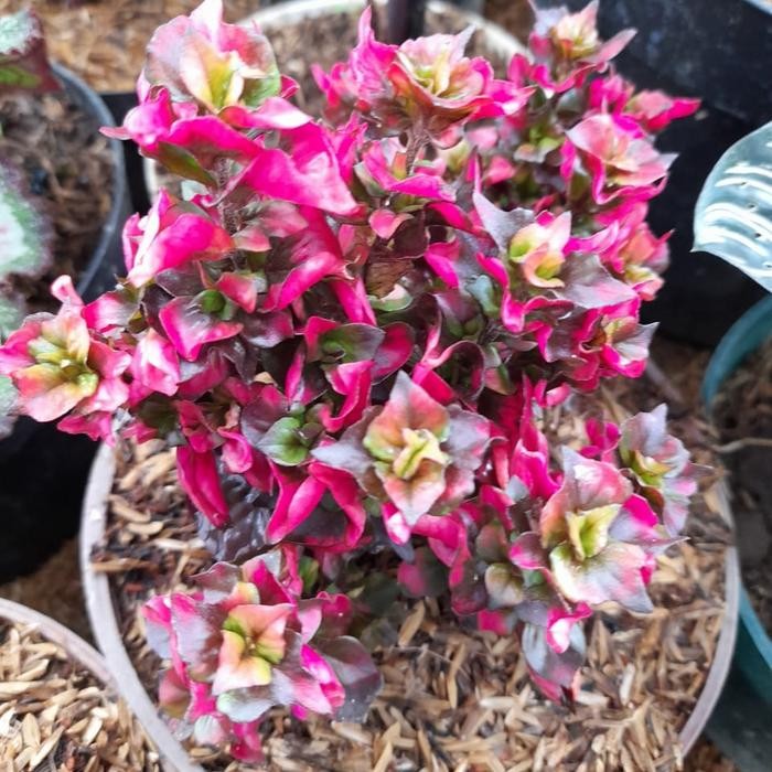 tanaman krokot mawar merah