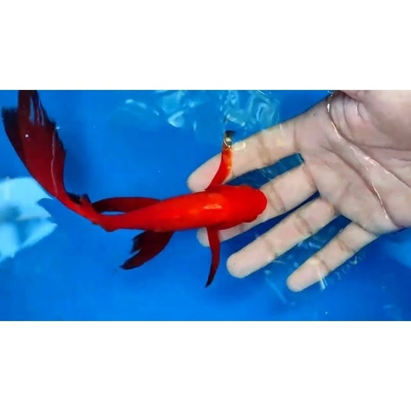 KOMET KUMPAY SLAYER aquascape