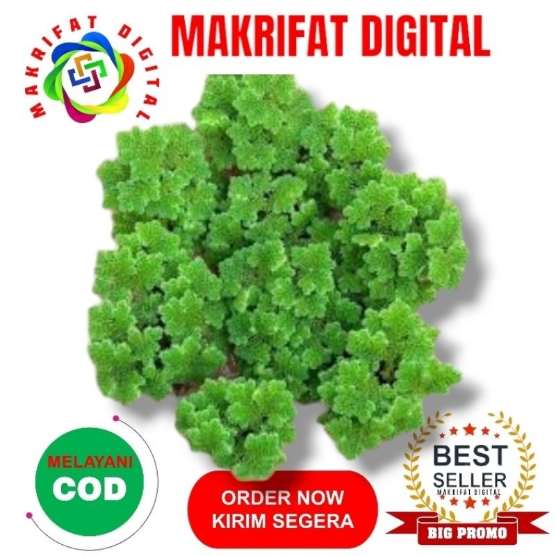 IMRON PRIBADI Paket 1 Kg Full BIBIT Rumput AZOLLA Pakan Ternak dan Ikan