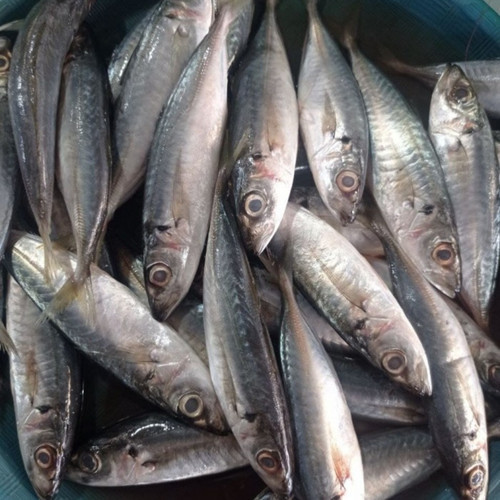 

Ikan Dencis Segar 500gr | Sayur Segar Medan