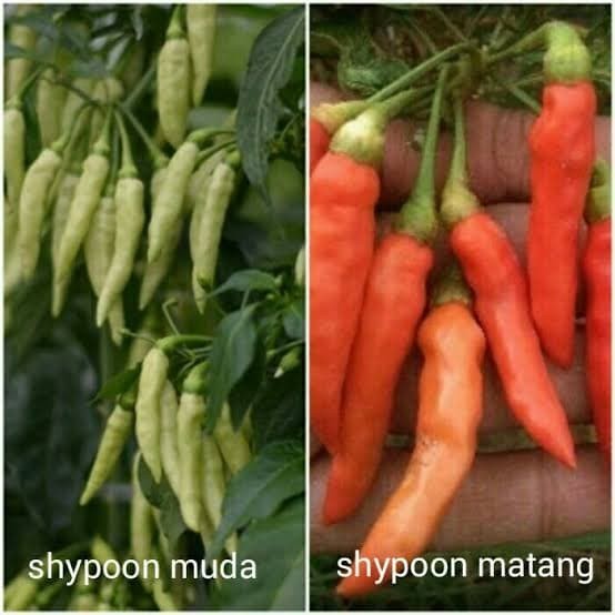 Benih-Biji-Seed Cabe Rawit Unik Varietas Baru Genjah Cabai Shypoon