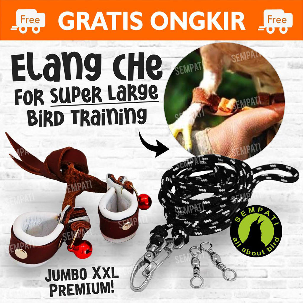 SEMPATI Angklet Celepuk Anklet XXL Tali Kaki Burung Hantu Elang DM CHE JHE BUBO WBSE IBE Tali Pengik