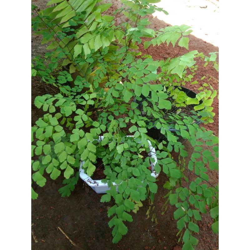 tanaman hias suplir daun kecil..