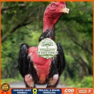 

TELUR RAJA SAIGON FRESH FERTIL UD NAFII FARM ID