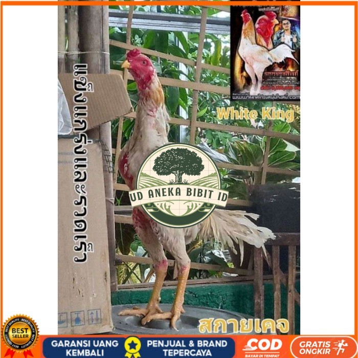 

COD TELUR FERTIL PLUCKER SUPER original berkualitas UD ANEKA BIBIT ID