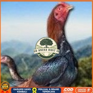 

telur ayam Shamo Eropa Ori (telur fertil) UD ANEKA BIBIT ID