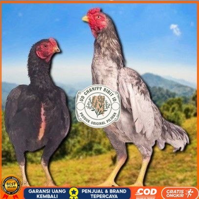 

telur tetas ayan shamo super UD GHANIYY BIBIT ID