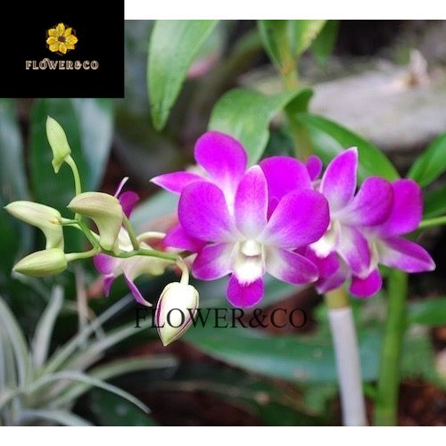 Sedling anggrek dendrobium sudah spike/kenop berbunga