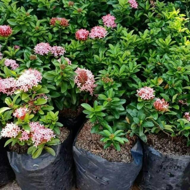 Tanaman Asoka Jambon Tanaman Asoka Pink Tanaman Asoka Mini