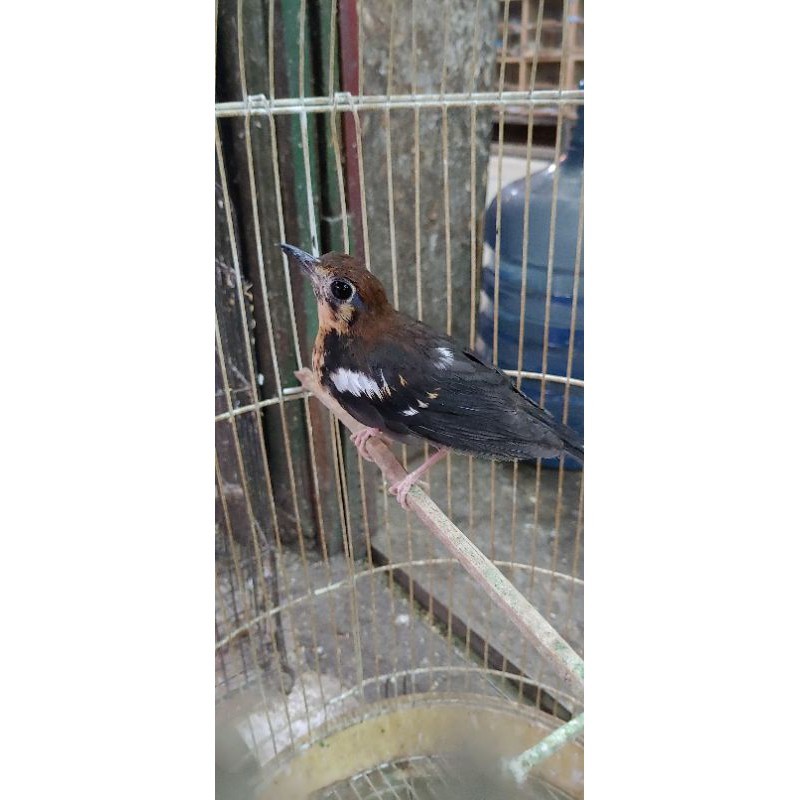 burung anis kembang anakan jantan (pilihan)