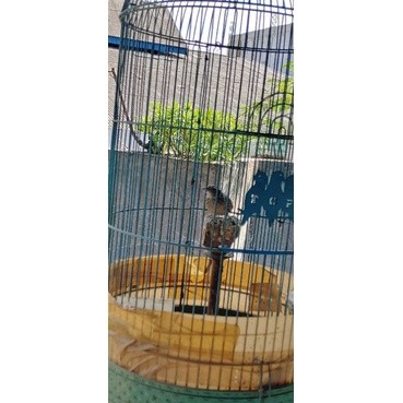 burung branjangan parva bunyi rawatan (jantan)