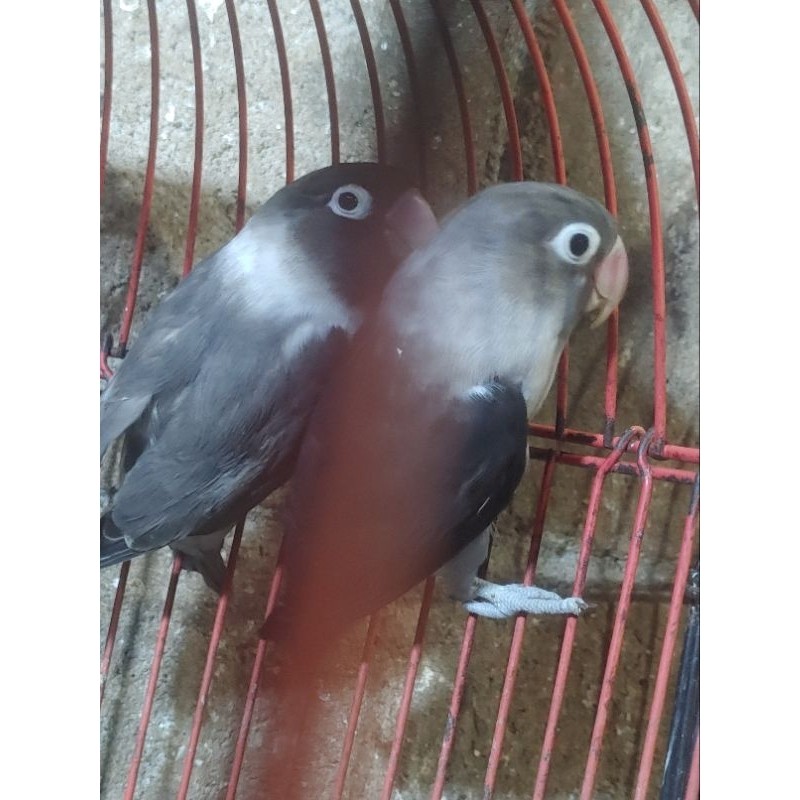 LOVEBIRD BATMAN SEPASANG