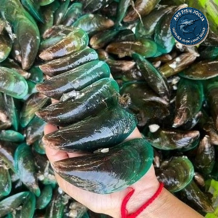 

Kerang Hijau Segar Kerang Ijo 1Kg Hasil Laut Segar - Random 1Kg