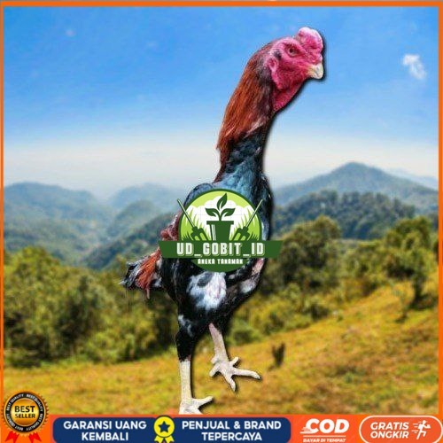 

telur ayam shamo jepang ori petarung bisa untuk di tetaskan UD_GOBIT_ID