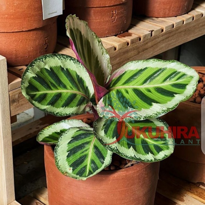 tanaman hias calathea angela//calathea angela cantik