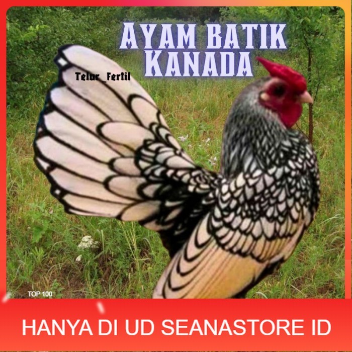

telur ayam batik kanada / ayam kate hias untuk ditetaskan original berkualitas UD SEANASTORE ID