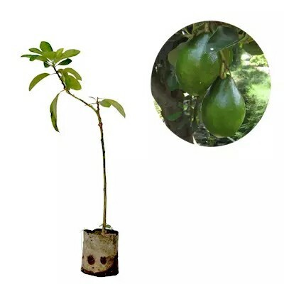 Bibit Alpukat jumbo Markus