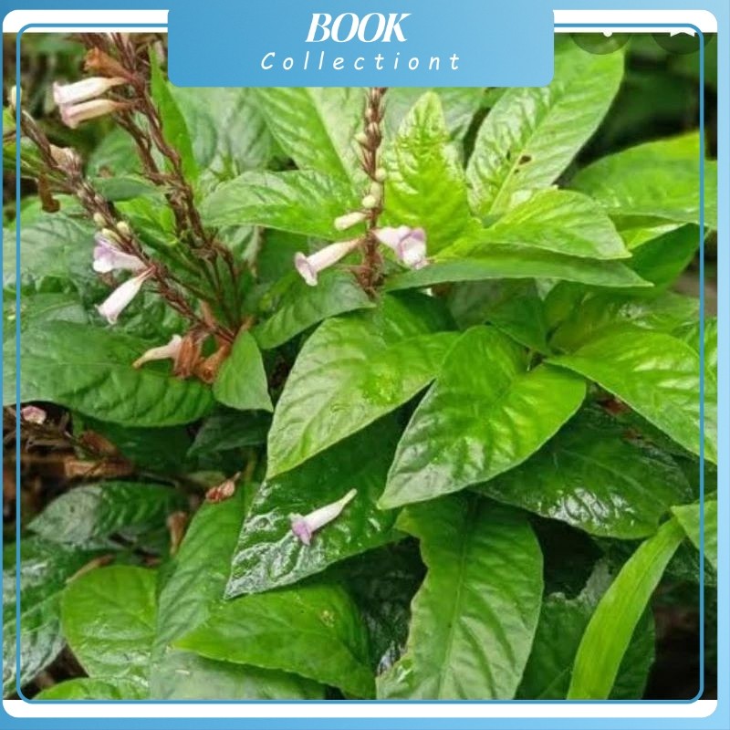 

daun rendeu segar 1 kg daun lalapan segar