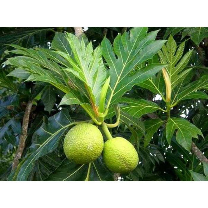 

DAUN SUKUN SEGAR 1KG (Artocarpus communis) Breadfruit