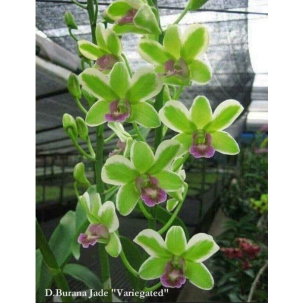 MURAH Dendrobium burana jade