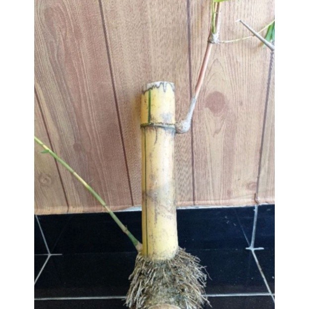 Bambu kuning bonggol bahan bonsai