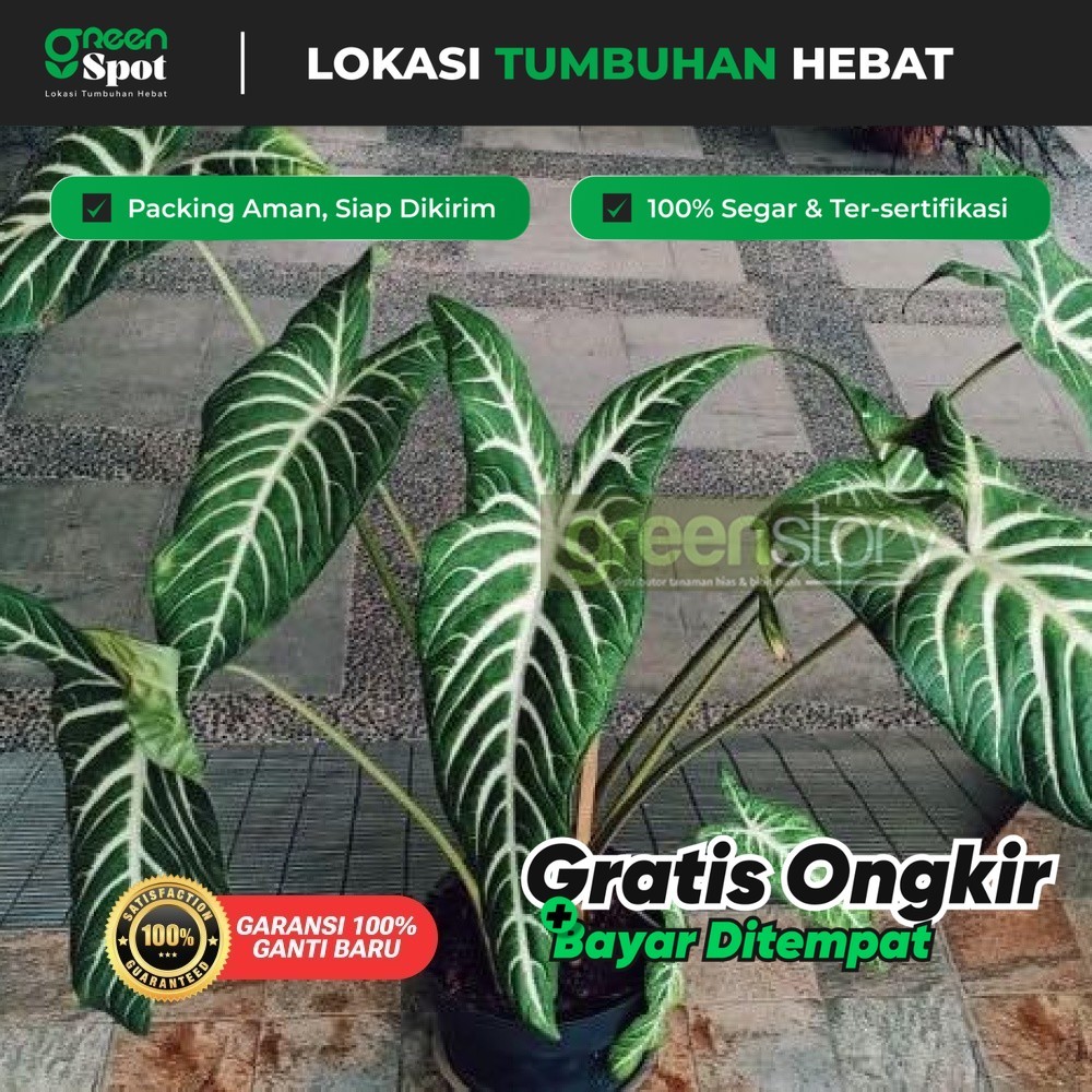 Bunga Keladi Antasoma Lindenii | Keladi Zebra