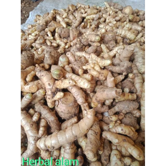 

Kunyit putih/temu putih(curcuma zedoaria) 250 gram ready